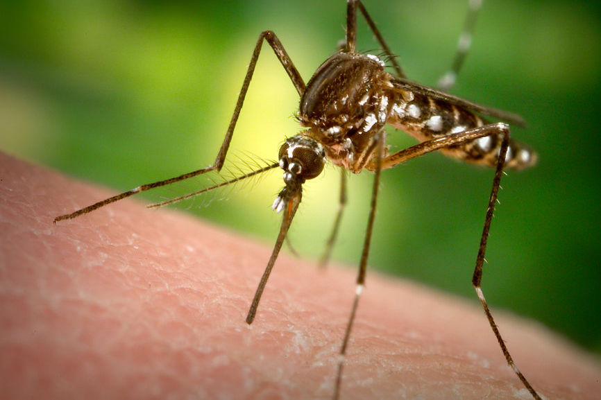 closeup of a mosquito on skin