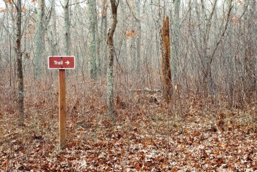 forest sign pointing to trail.